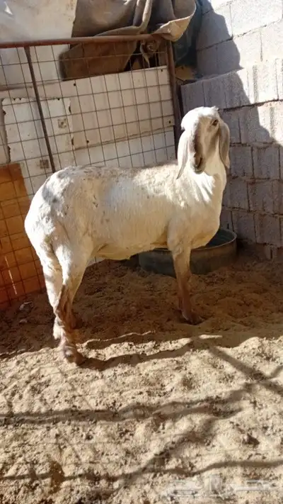سلام عليكم اعرض لكم رخل درماني 0