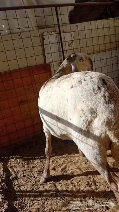 سلام عليكم اعرض لكم رخل درماني 1
