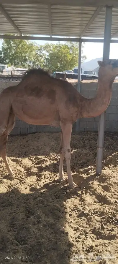 بكره للبيع 0