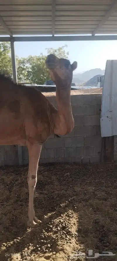 بكره للبيع 2
