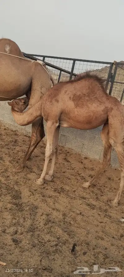 بكره للبيع 11