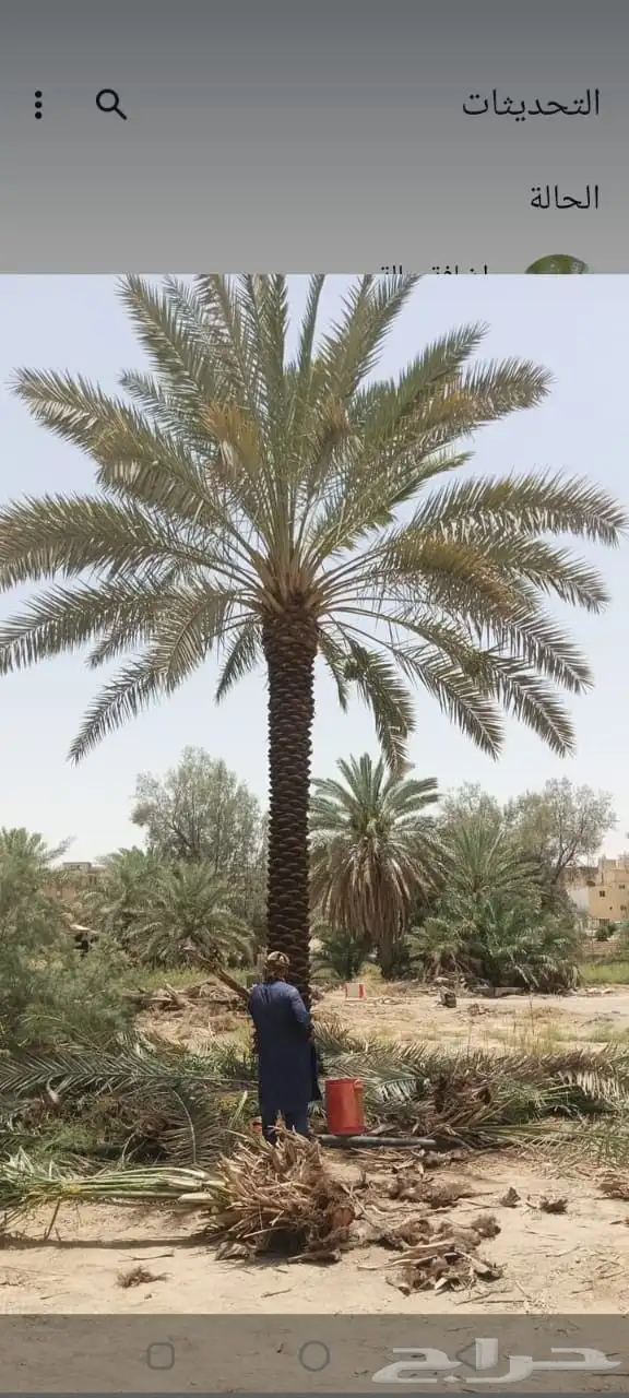 نخل مثمر للبيع صقعي مجدول هلالي غر سلمى اخلاص سكري برحي سلج 4