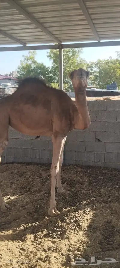 بكره للبيع 3