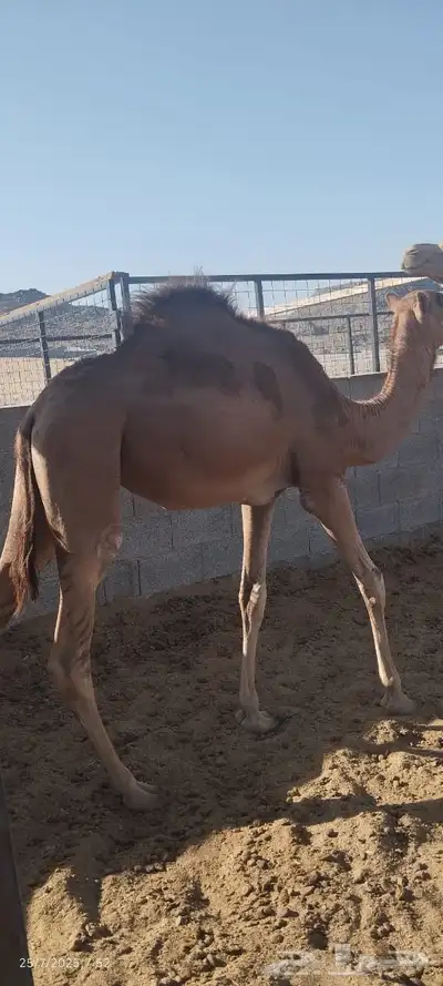 بكره للبيع 6