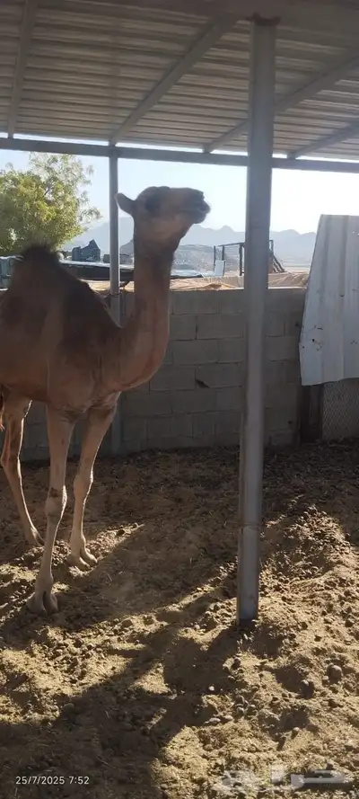 بكره للبيع 4