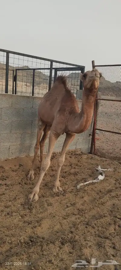 بكره للبيع 9