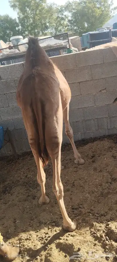 بكره للبيع 7