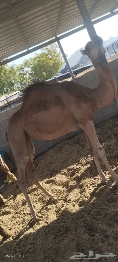 بكره للبيع 1