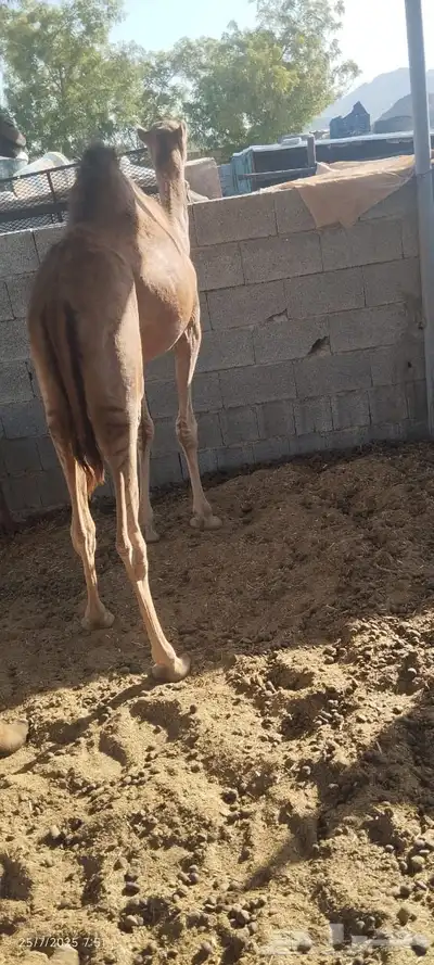 بكره للبيع 5