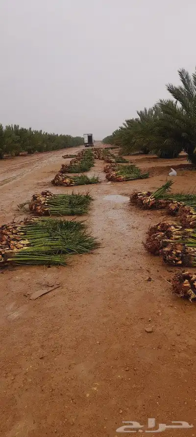 نخيل فروخ جثايث نقايل صقعي برحي سكري خلاص عجوه 3