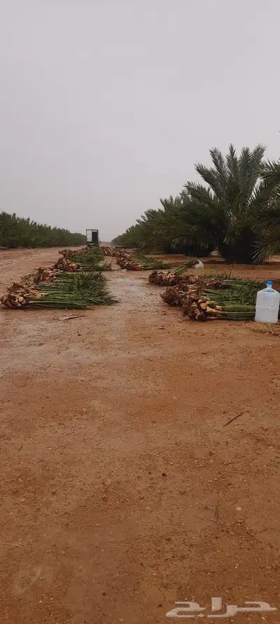 نخيل فروخ جثايث نقايل صقعي برحي سكري خلاص عجوه 1