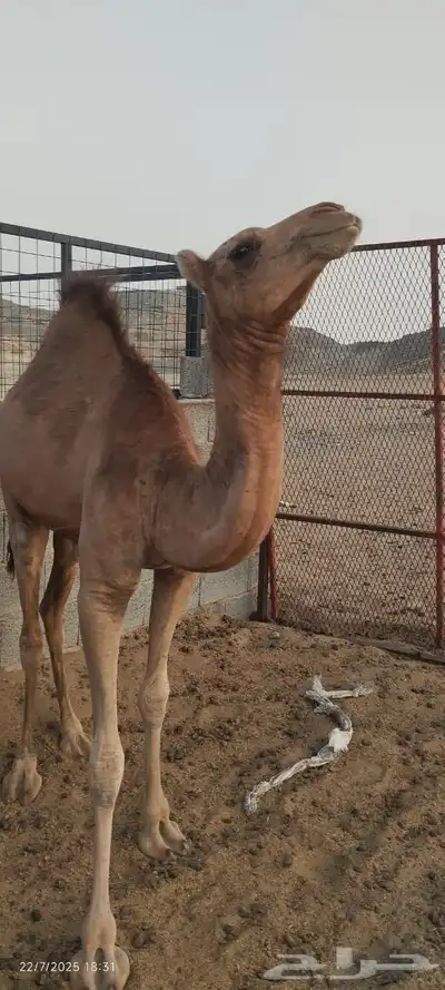 بكره للبيع 8