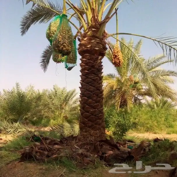 نخل مثمر للبيع اخلاص سكري برحي هلالي صقعي نقايل جثايث فروخ 3