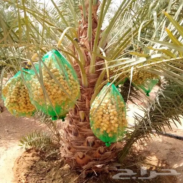 نخل مثمر للبيع اخلاص سكري برحي هلالي صقعي نقايل جثايث فروخ 0