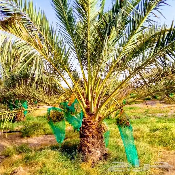 نخل مثمر للبيع اخلاص سكري برحي هلالي صقعي نقايل جثايث فروخ 2
