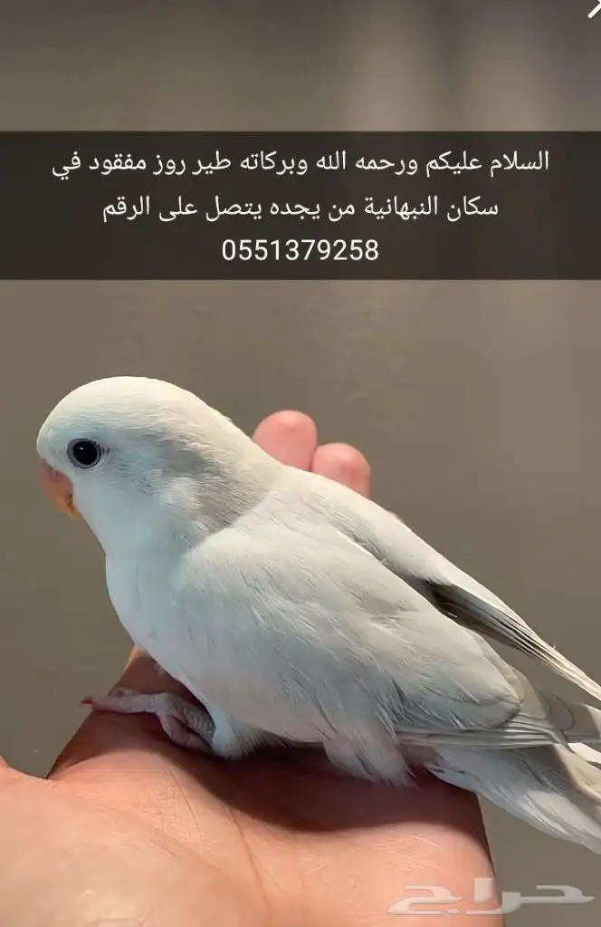 طير روز مفقود الموقع النبهانيه 0