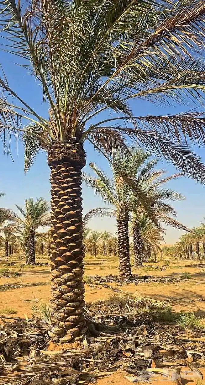 نخل مثمر للبيع صقعي مجدول هلالي غر سلمى اخلاص سكري برحي سلج 5