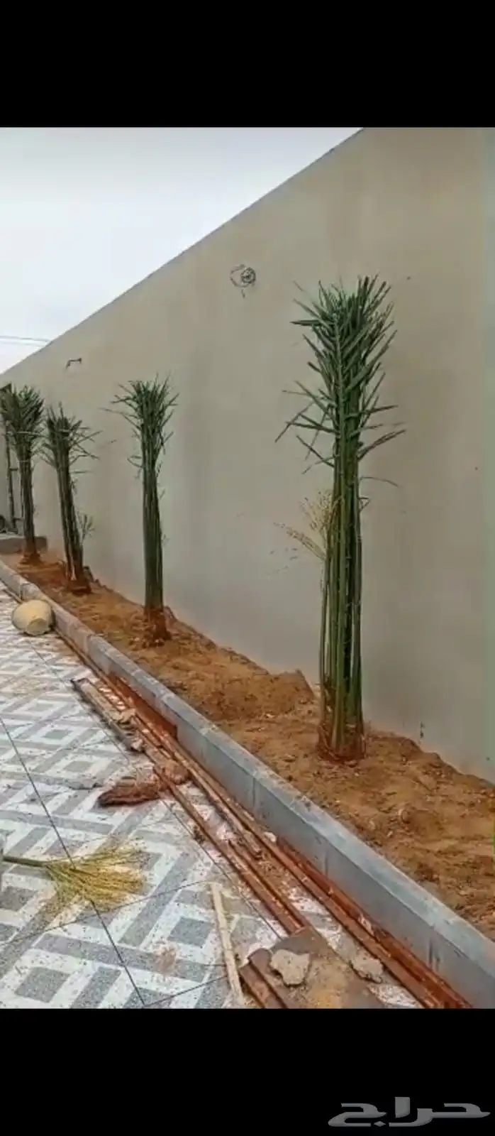 نخل مثمر إخلاص صقعي مجدول سكري 4