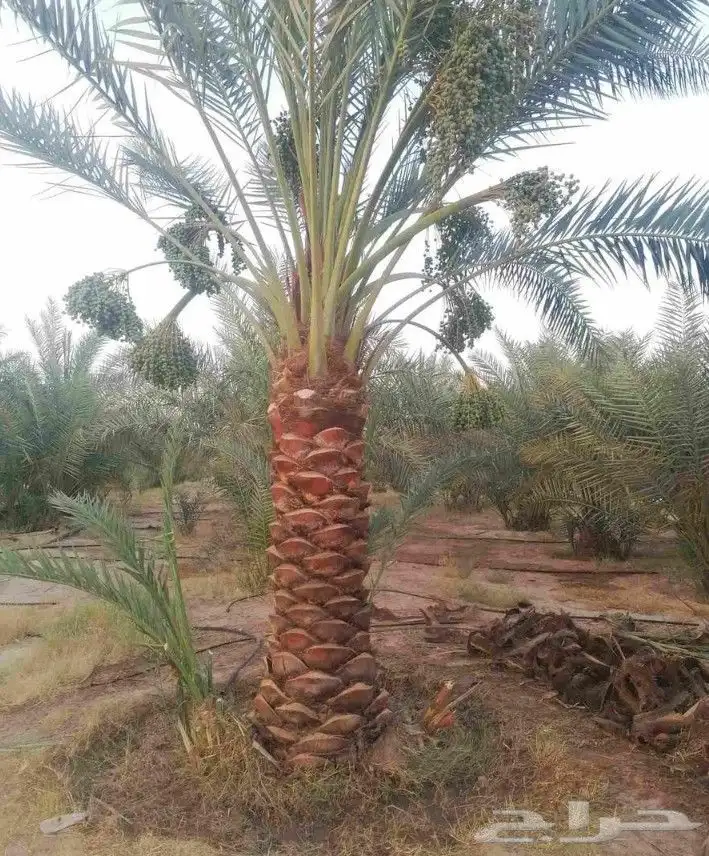 نخل للبيع مثمر خلاص سكري شيشي هلالي مجدول صقعي غر منيفي 3