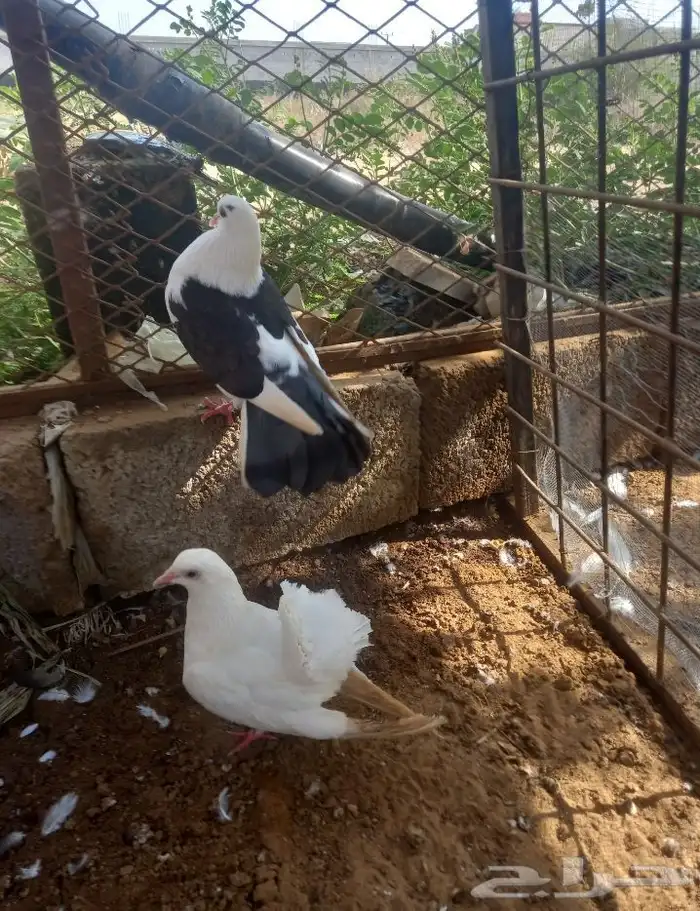 حمام زينه 1