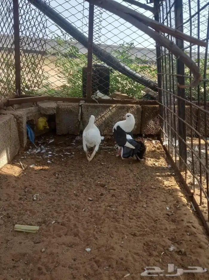 حمام زينه 0