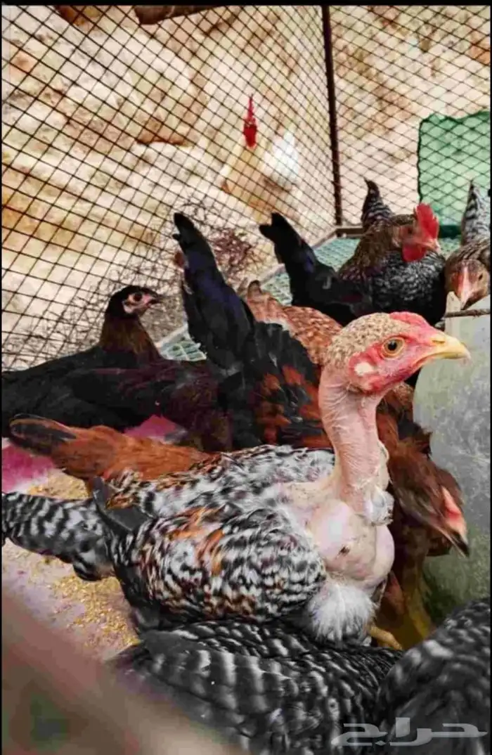 دجاج للبيع ما شاء الله كبار ومنتج وانواع في بكستاني في بلدي 2