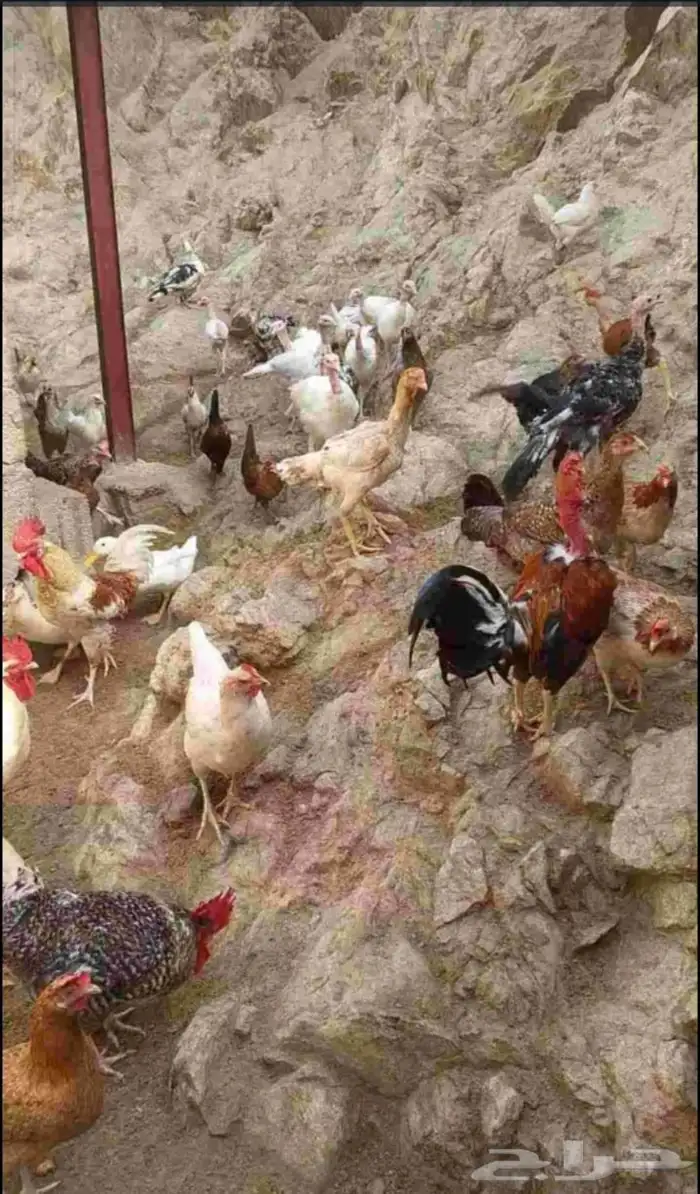 دجاج للبيع ما شاء الله كبار ومنتج وانواع في بكستاني في بلدي 1