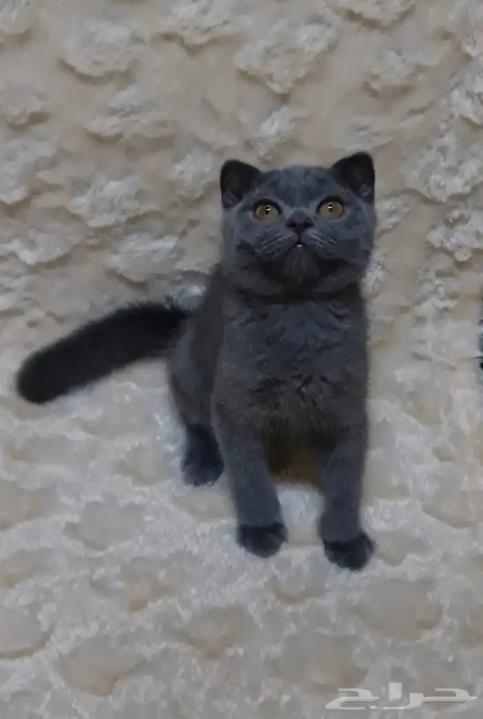 قط كتن ذكر سكوتش فولد بلو بيور تم التبني 1