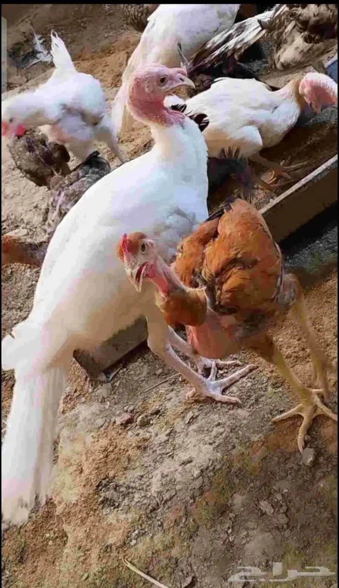 دجاج للبيع ما شاء الله كبار ومنتج وانواع في بكستاني في بلدي 0