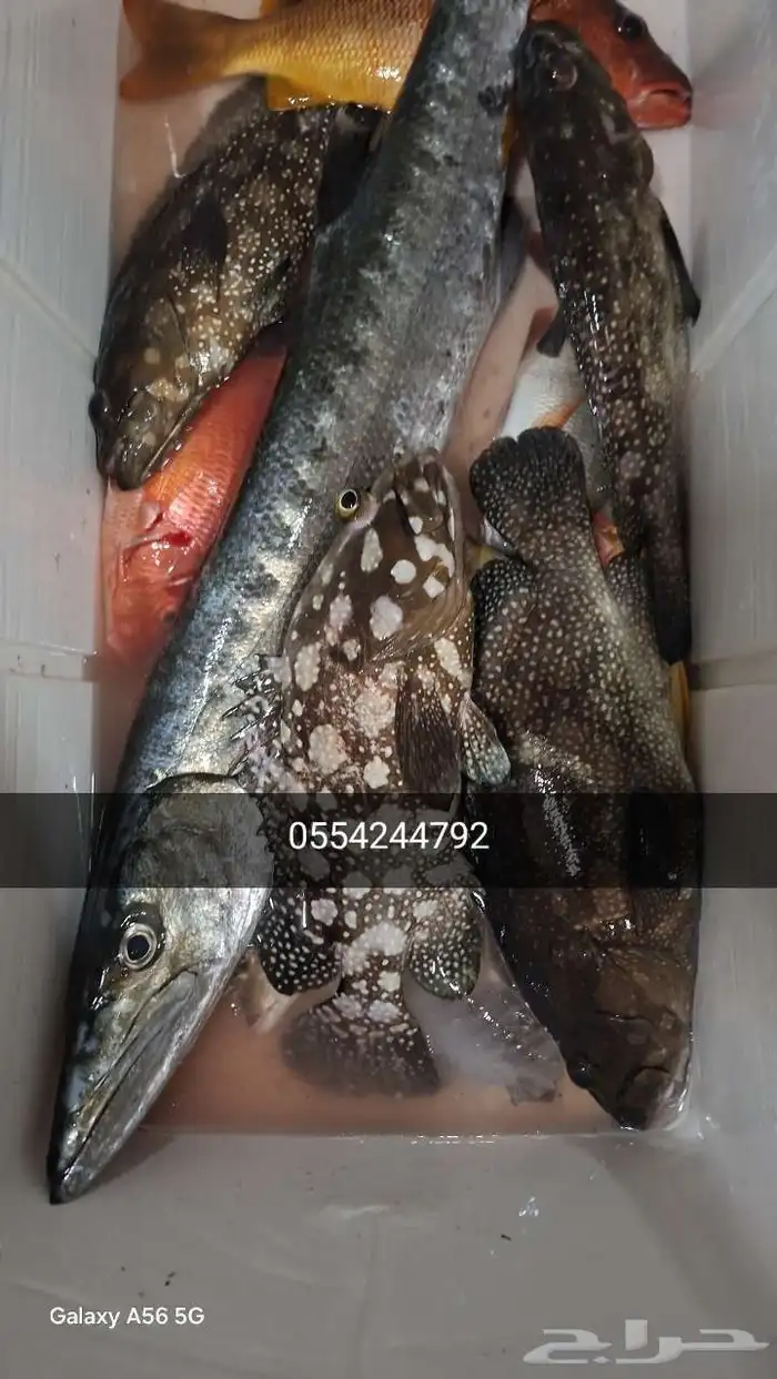 رحلات بحريه 1