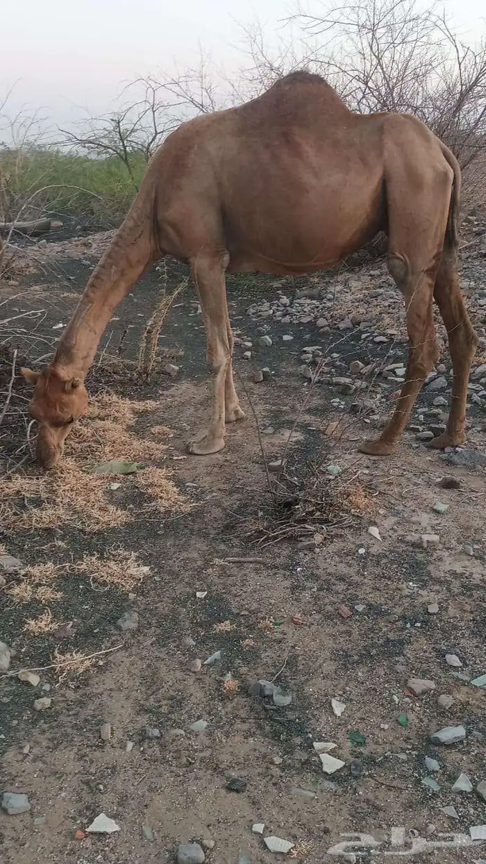 5 نياق حمر من 3500 تم البيع 4