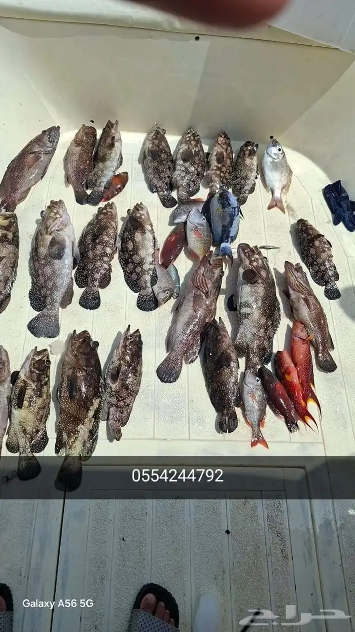 رحلات بحريه 0