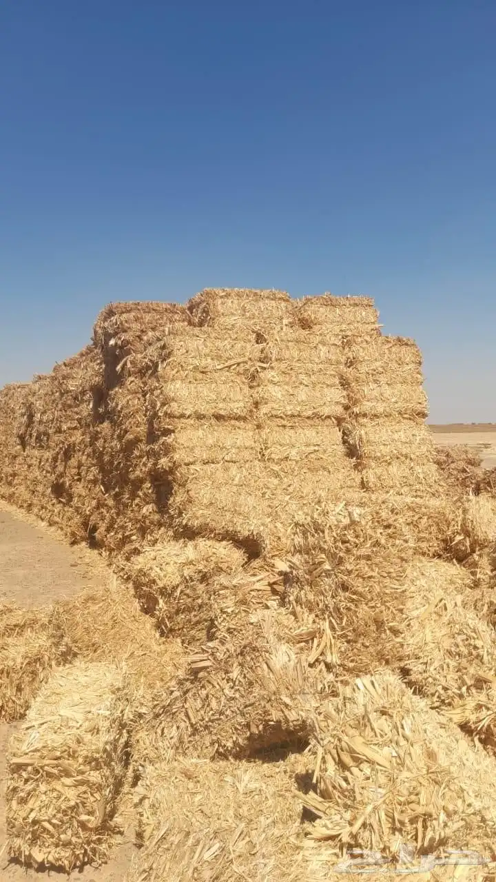 ذره حبشيه شد جندير تبوك 0