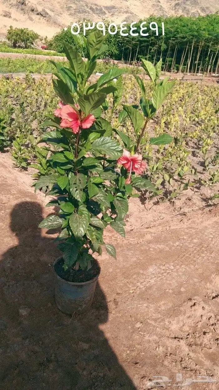 مشتل وتنسيق حدائق بالدمام 7