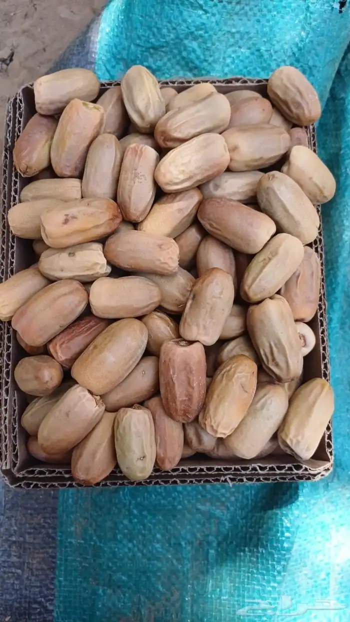 تمر لبان من محافظة الكامل حبة طيبة جدا 0
