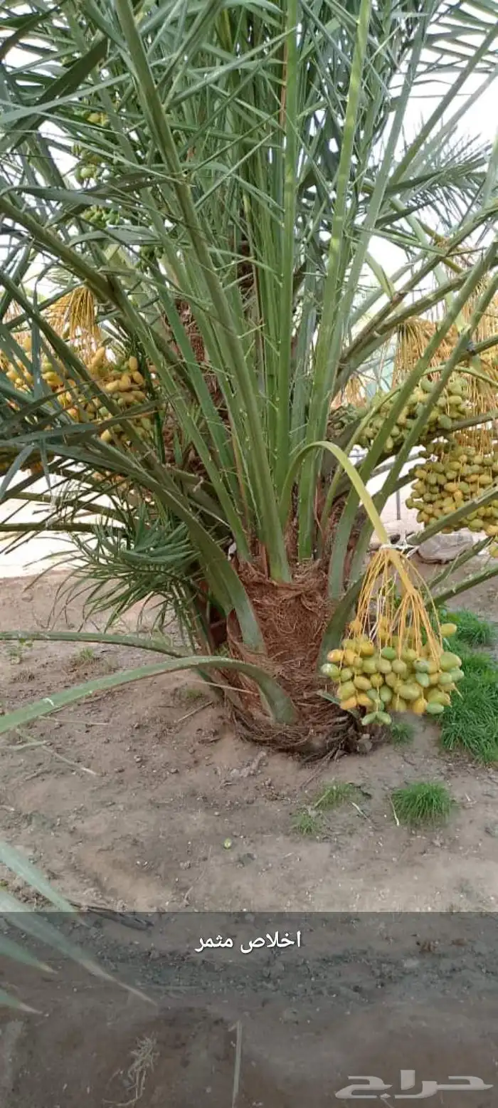 توريد جميع انواع النخيل 4