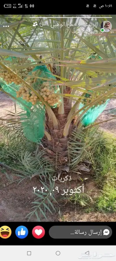ابو علي توريد نخيل مثمر وزينه توصيل يشمل منطقة المملكه 8