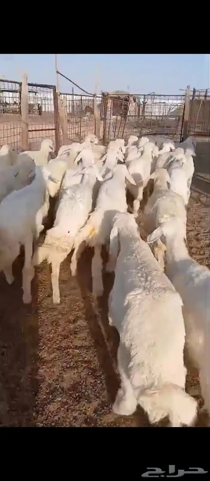 بهم تربية. . او لاهل المندي 1