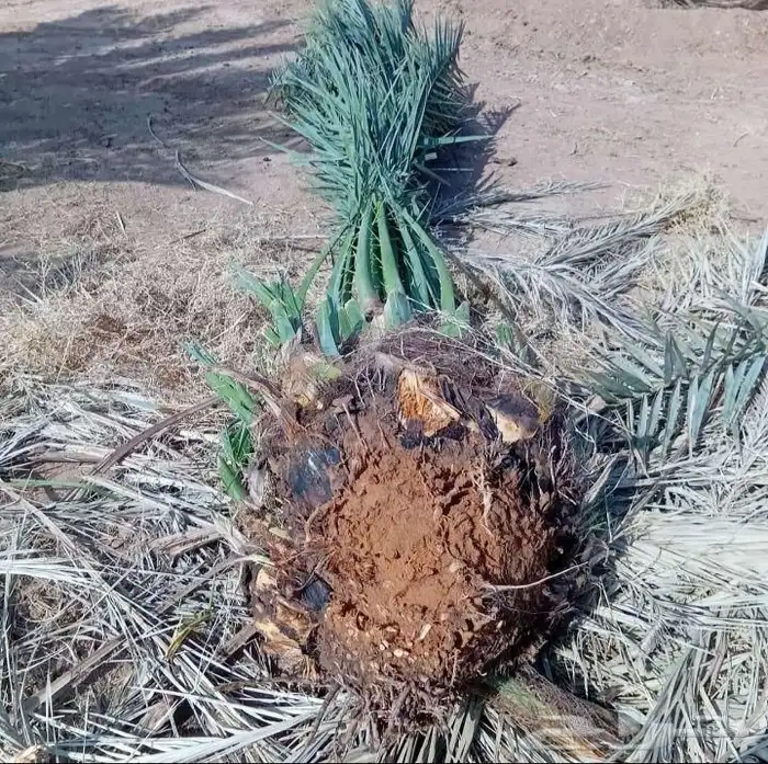 نخيل فروخ جثايث نقايل صقعي برحي سكري خلاص عجوه 2