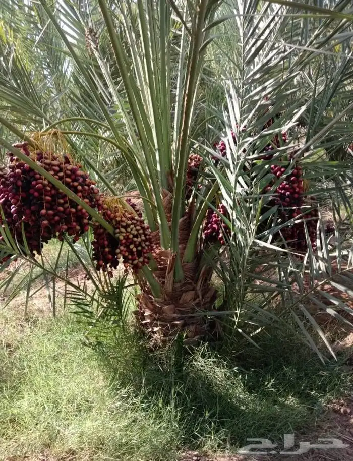 توريد جميع انواع النخيل 1