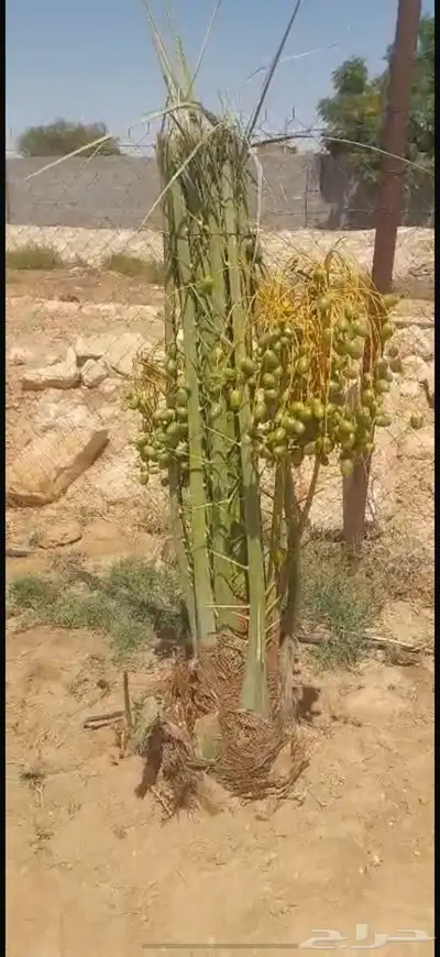 ابو علي توريد نخيل مثمر وزينه توصيل يشمل منطقة المملكه 0