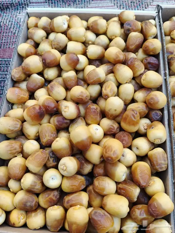 سكري مناسيف بريده القصيم 0