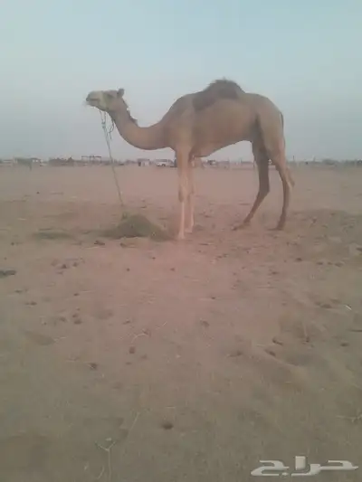 اعرض لكم ركبى جدع وطوع 0