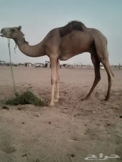 اعرض لكم ركبى جدع وطوع 1
