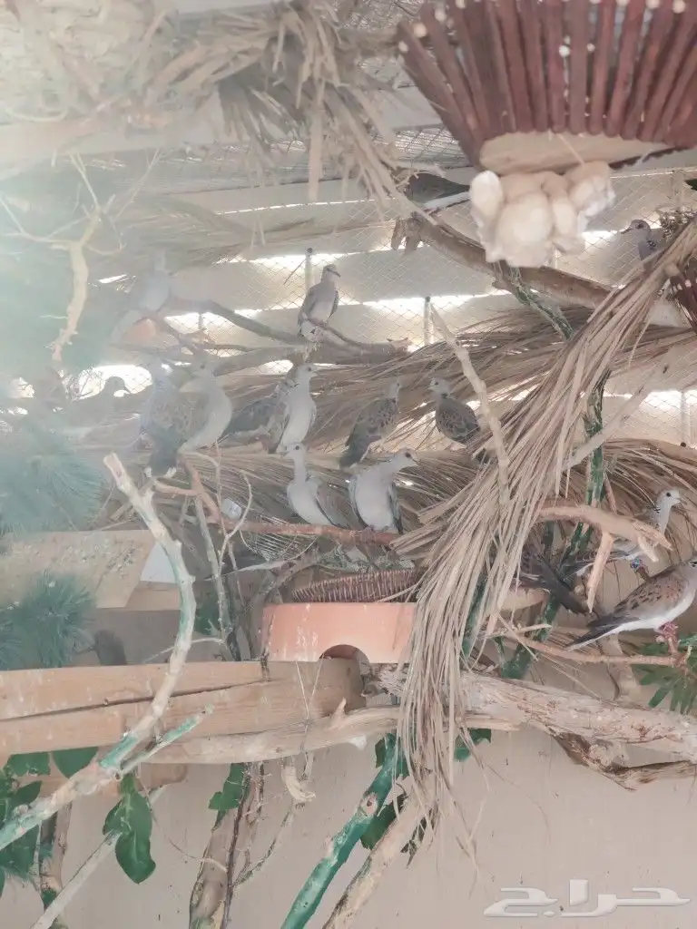 ن ز ل محجل مشروط إنتاج محميه 5
