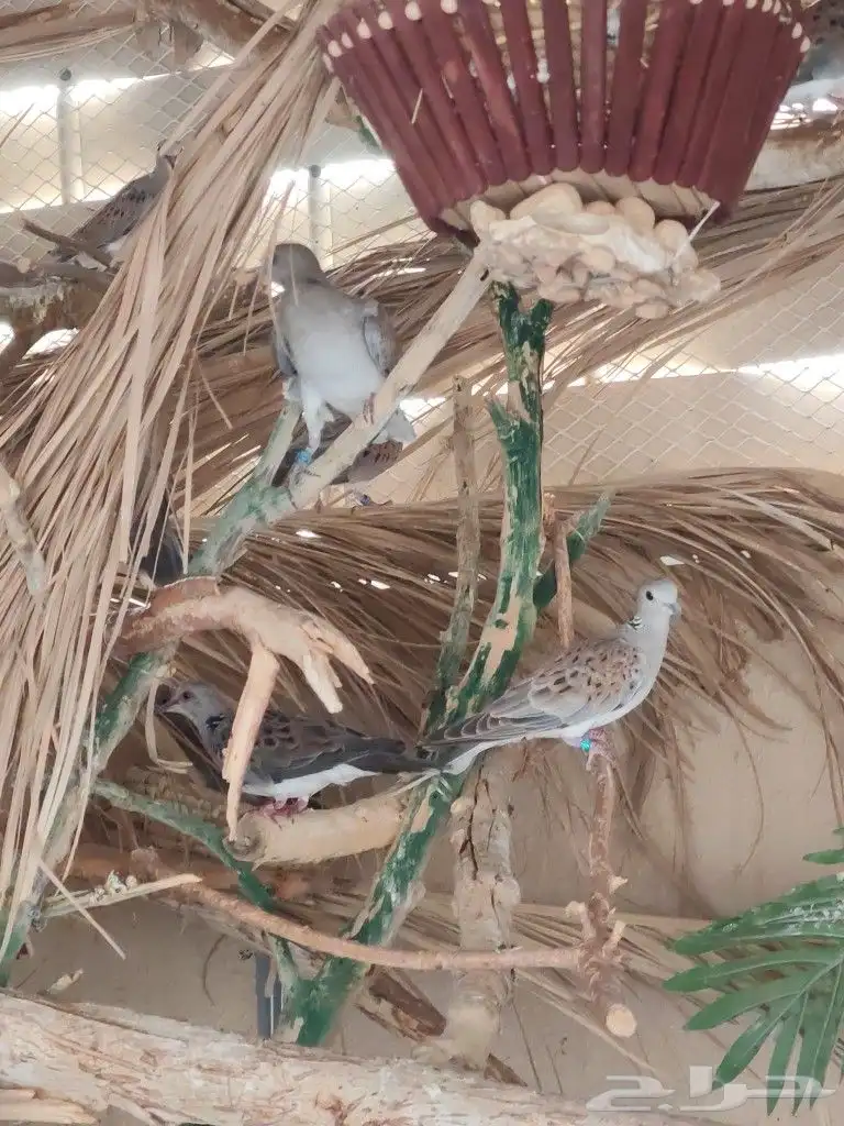 ن ز ل محجل مشروط إنتاج محميه 4