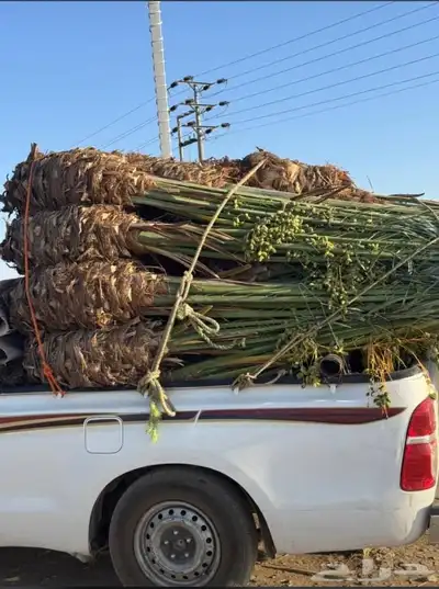 توريد جميع انواع النخل وتكريب جميع انواع النخل 9