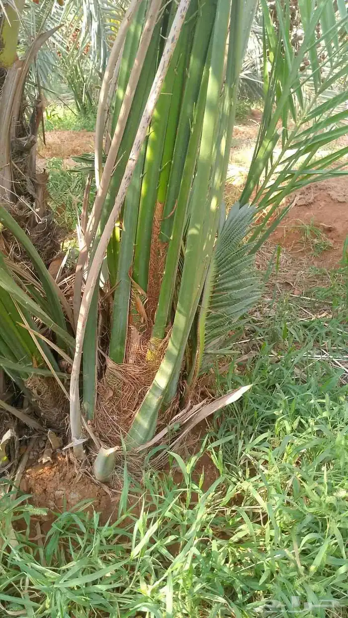 اقوم بتركيب جميع انواع الشوك كما يوجد لدينا نخيل درجه اولى 1