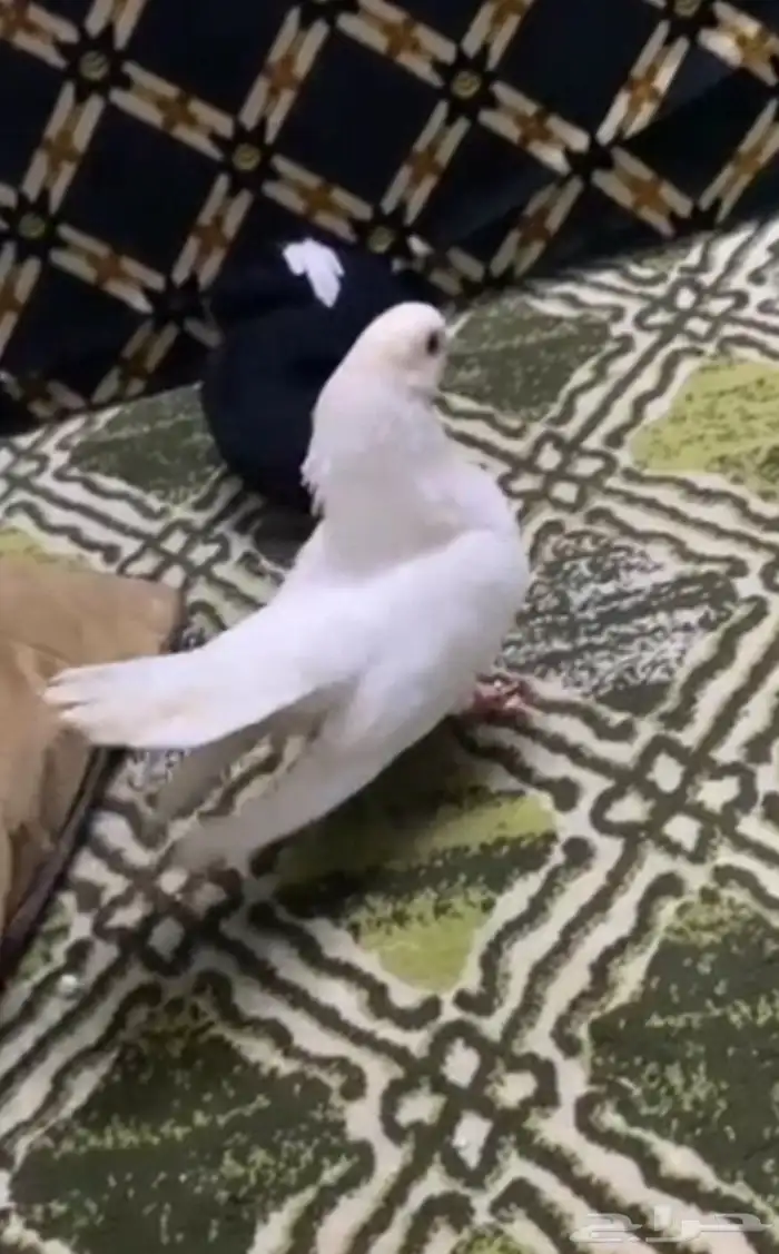 حمام هزازي 1