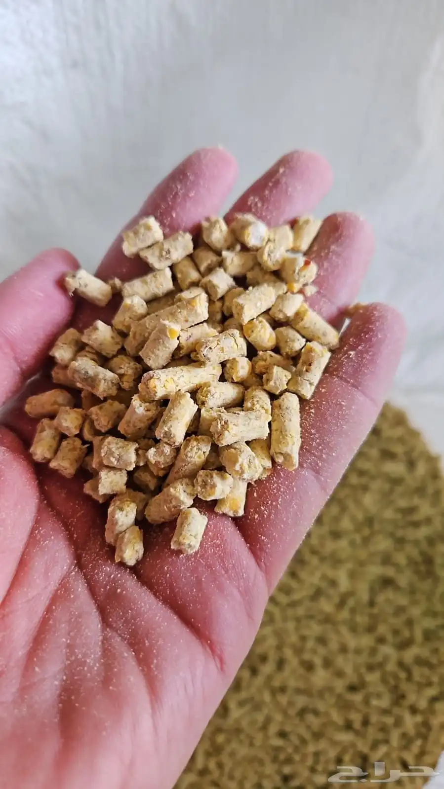 اعلاف علف طيور أغنام مواشي ابل حمام دجاج بط بأسعار منافسة 4